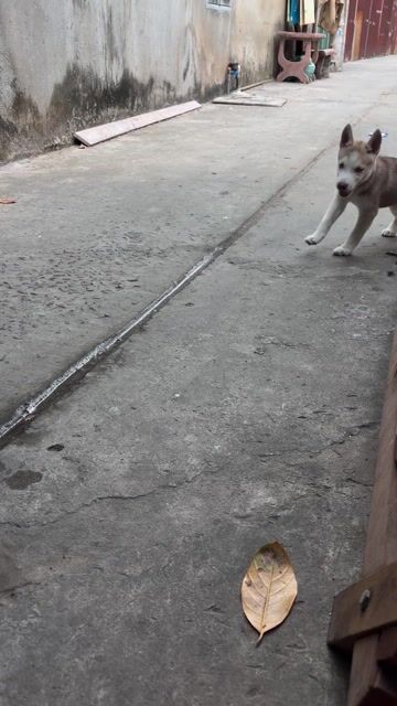 Husky cái 60 ngày tuổi. Mua bán Chó tại Quận 11 Tp Hồ Chí Minh được đăng bởi Kim Xuân hình 1