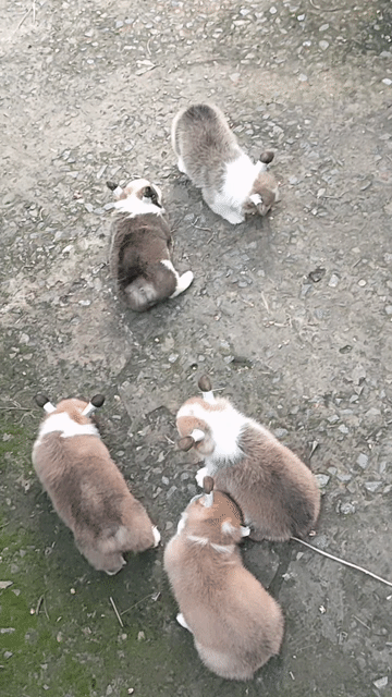Chó Corgi thuần chủng  Đã tiêm ngừa. Mua bán Chó tại Huyện Giồng Trôm Bến Tre được đăng bởi Thi hình 1