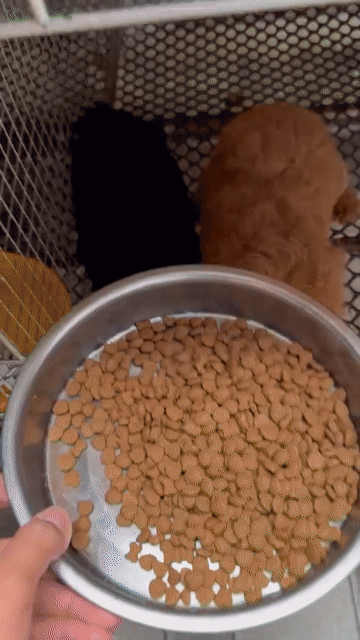 Chó Poodle size tinny chuẩn. Mua bán Chó tại Quận Ninh Kiều Cần Thơ được đăng bởi Sang hình 1