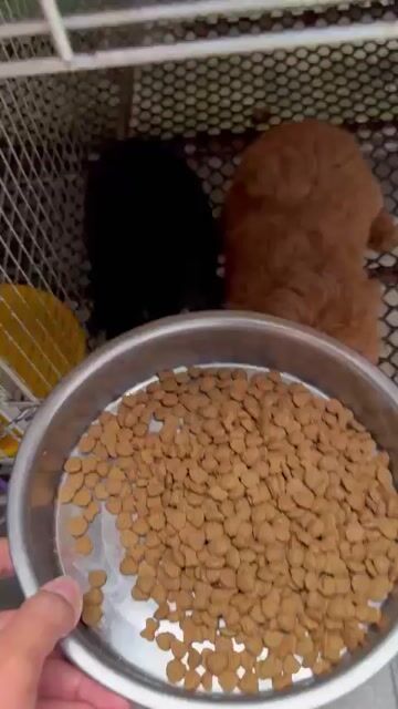 Chó Poodle size tinny chuẩn. Mua bán Chó tại Quận Ninh Kiều Cần Thơ được đăng bởi Sang hình 1