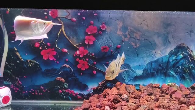 Cá Rồng Albino 27cm. Mua bán Thú cưng khác tại Quận 10 Tp Hồ Chí Minh được đăng bởi Phương hình 1