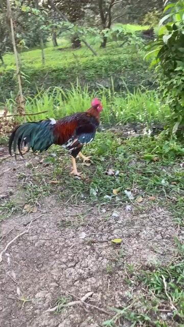 Gà tơ trống 3.2kg giá như vậy ae ưng ib e. Mua bán Gà tại Huyện Phong Điền Cần Thơ được đăng bởi ga noi lai hình 1