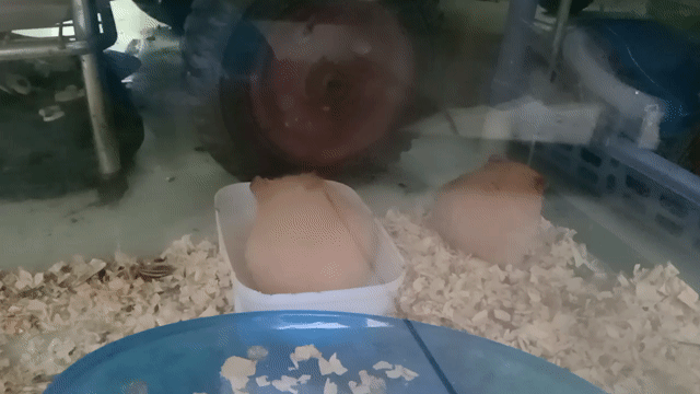 Hamster bear Nâu tạng to . Mua bán Thú cưng khác tại Thành phố Thủ Đức Tp Hồ Chí Minh được đăng bởi Thanh Tam hình 1