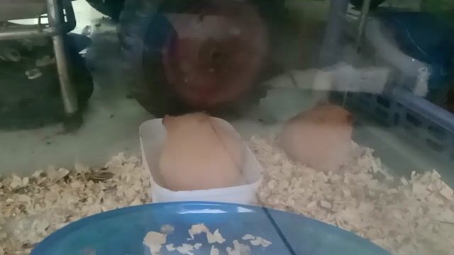 Hamster bear Nâu tạng to . Mua bán Thú cưng khác tại Thành phố Thủ Đức Tp Hồ Chí Minh được đăng bởi Thanh Tam hình 1
