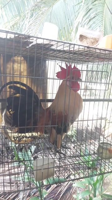 Gà tre trống nuôi cảnh. Mua bán Gà tại Huyện Mỏ Cày Nam Bến Tre được đăng bởi Phạm Tâm hình 1