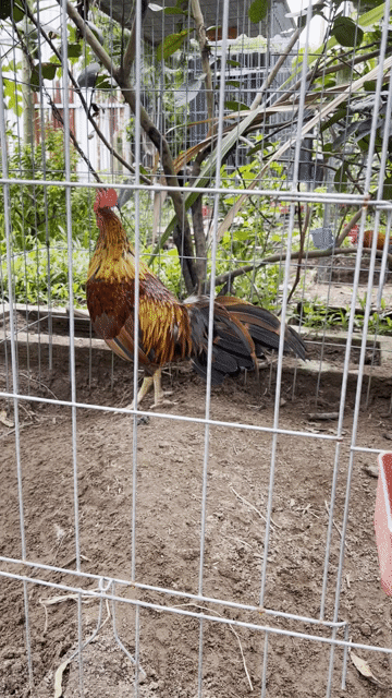 Khét 3kg mùa 2. Mua bán Gà tại Quận 6 Tp Hồ Chí Minh được đăng bởi Nguyên Vũ game farm hình 1