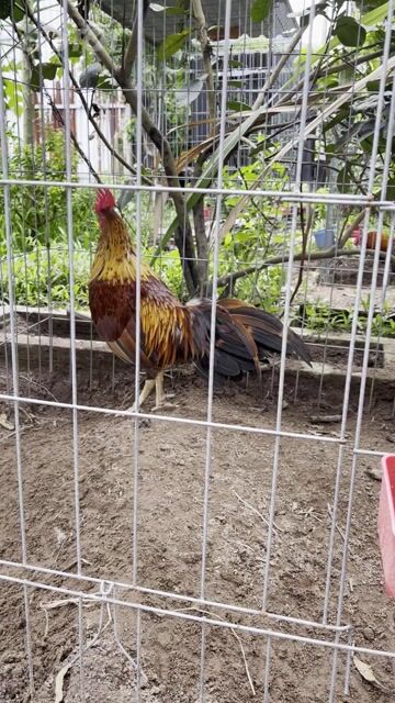Khét 3kg mùa 2. Mua bán Gà tại Quận 6 Tp Hồ Chí Minh được đăng bởi Nguyên Vũ game farm hình 1