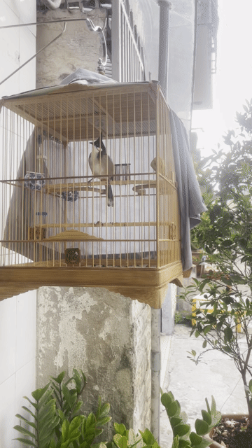 Chim chào mào 2 mùa giọng xoắn. Mua bán Chim tại Quận Bình Tân Tp Hồ Chí Minh được đăng bởi Nguyên Thái hình 1