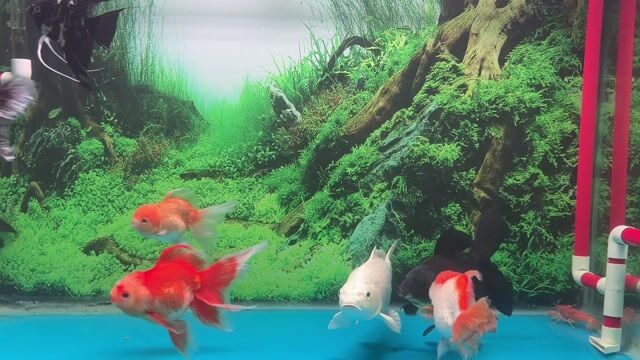 Cá Koi Trắng Hồ lớn Khỏe mạnh thương lượng. Mua bán Thú cưng khác tại Huyện Nhà Bè Tp Hồ Chí Minh được đăng bởi Quốc Thắng hình 1