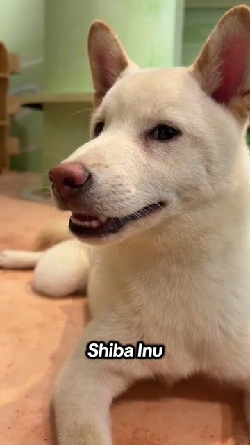 Chó Shiba Inu Nhật Bản. Mua bán Chó tại Thành phố Thủ Đức Tp Hồ Chí Minh được đăng bởi Lê Mạnh Trí hình 1