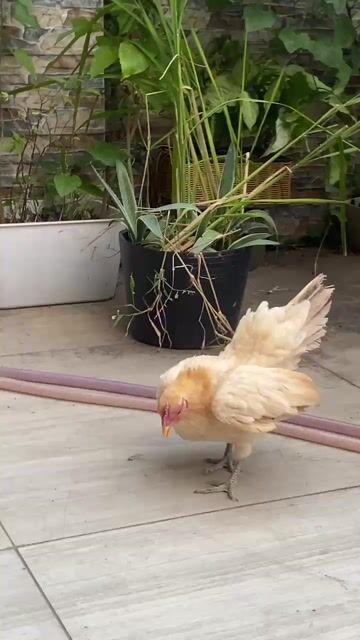 Gà Serama Mái 10 tháng Vàng. Mua bán Gà tại Thành phố Thủ Đức Tp Hồ Chí Minh được đăng bởi anh Hân hình 1