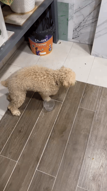 chó poodle 6 tháng tuổi đã tiêm đủ. Mua bán Chó tại Quận 6 Tp Hồ Chí Minh được đăng bởi Kem Trần hình 1
