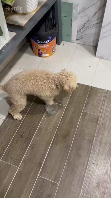 chó poodle 6 tháng tuổi đã tiêm đủ. Mua bán Chó tại Quận 6 Tp Hồ Chí Minh được đăng bởi Kem Trần hình 1