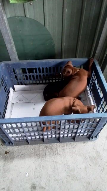 Phóc hươu thái rặc. Mua bán Chó tại Thành phố Thủ Đức Tp Hồ Chí Minh được đăng bởi Minh khánh hình 1