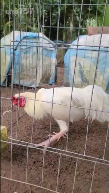 Gà Nồi Trắng 3kg. Mua bán Gà tại Huyện Giồng Trôm Bến Tre được đăng bởi vo minh hien hình 1