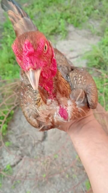 Gà chọi Jap Cuban Đực 1.440kg. Mua bán Gà tại Huyện Hóc Môn Tp Hồ Chí Minh được đăng bởi long gà  hình 1