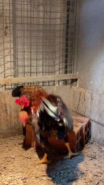 cặp gà tre bắc nọc dưới 400gr. Mua bán Gà tại Huyện Hòa Thành Tây Ninh được đăng bởi Trọng Khải hình 1