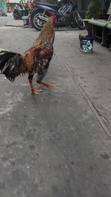 Gà chọi 2.9kg Đực Đa sắc. Mua bán Gà tại Quận 6 Tp Hồ Chí Minh được đăng bởi tý hình 1