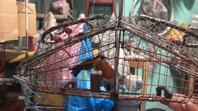5m dợt lụp. Mua bán Chim tại Thành phố Thủ Dầu Một Bình Dương được đăng bởi Nguyễn Trung  hình 1