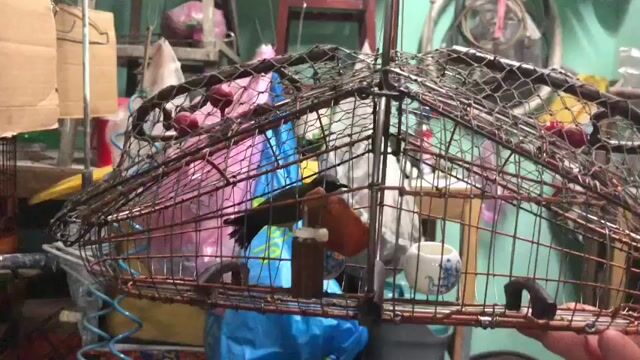 5m dợt lụp. Mua bán Chim tại Thành phố Thủ Dầu Một Bình Dương được đăng bởi Nguyễn Trung  hình 1