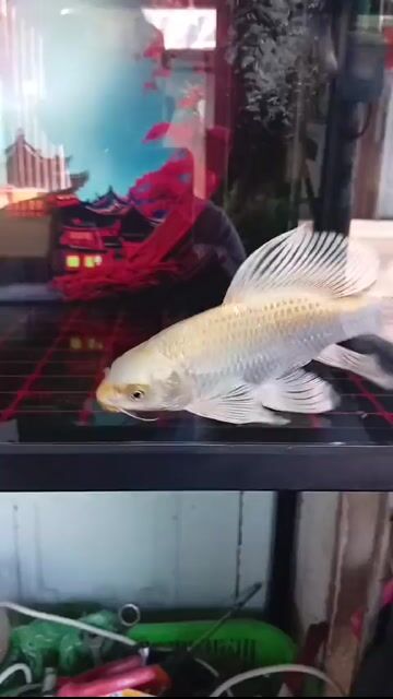 Cá Phi tần 22cm Trắng vàng. Mua bán Thú cưng khác tại Huyện Nhà Bè Tp Hồ Chí Minh được đăng bởi Tâm hình 1