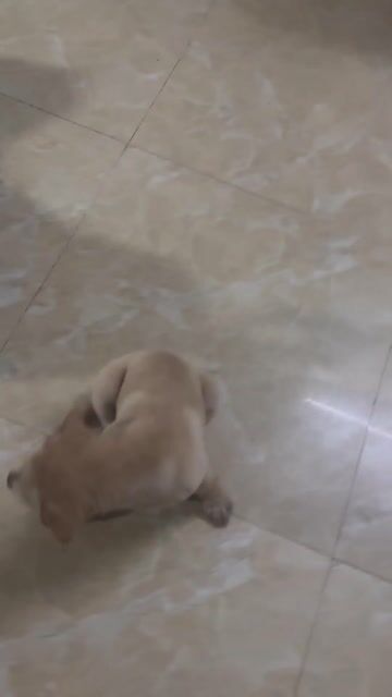 Chó Lai Nhật lùn 1.5 tháng. Mua bán Chó tại Huyện Hóc Môn Tp Hồ Chí Minh được đăng bởi Khánh hình 1