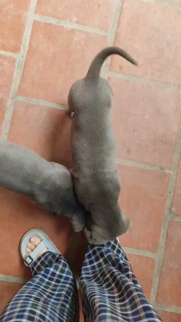 Bán chó lai mặt nhăn màu xám chì gần 3 tháng tuổi. Mua bán Chó tại Thành phố Phủ Lý Hà Nam được đăng bởi ĐHải hình 1