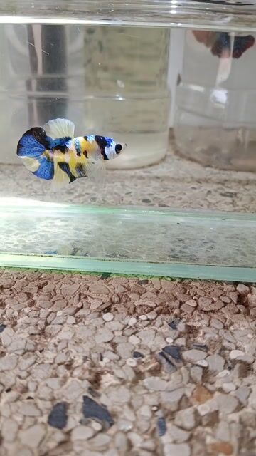 Cá betta 1. Mua bán Thú cưng khác tại Huyện Trà Ôn Vĩnh Long được đăng bởi Hồng Thúy hình 1