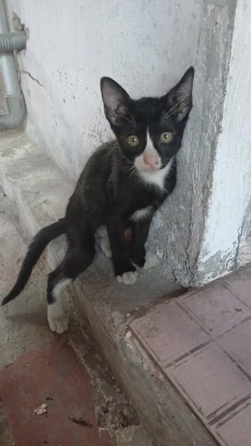 Mèo Tam thể dưới 4 tháng chưa tiêm. Mua bán Mèo tại Huyện Củ Chi Tp Hồ Chí Minh được đăng bởi Minh Hiền hình 1