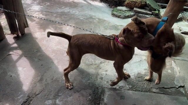 Chó Pitbull Nâu khỏe mạnh. Mua bán Chó tại Huyện Bình Chánh Tp Hồ Chí Minh được đăng bởi 𝕹𝖌𝖚𝖞𝖊̂̃𝖓 𝕿𝖆̀𝖎 hình 1