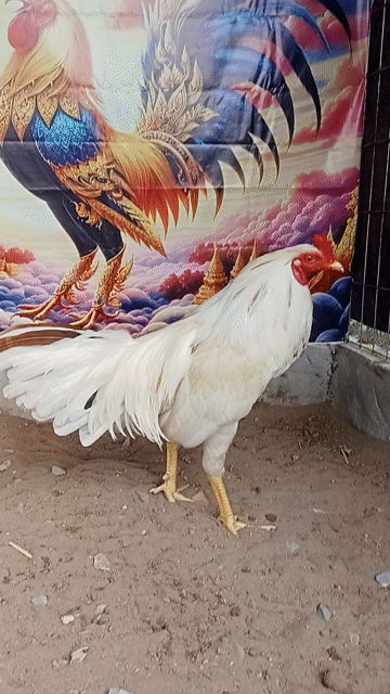 Gà bướm trắng 2.65 kg. Mua bán Gà tại Thị xã Vĩnh Châu Sóc Trăng được đăng bởi FARM Thiện Sóc Trăng  hình 1
