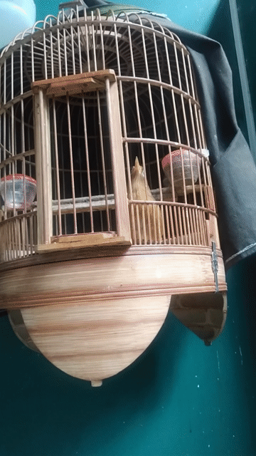 Chim  Nâu hót đá tay. Mua bán Chim tại Quận 11 Tp Hồ Chí Minh được đăng bởi Anh tu hình 1
