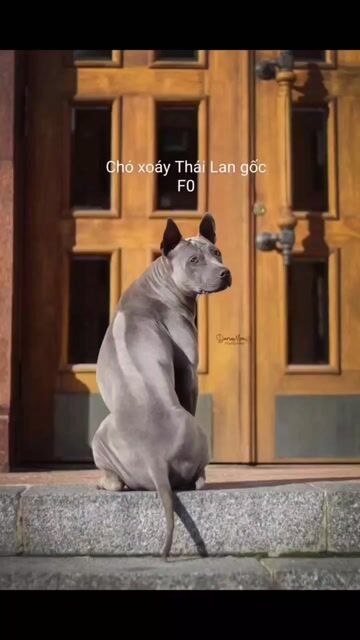 Cần nhượng lại đàn chó giống Xám Ka. Mua bán Chó tại Huyện Long Điền Bà Rịa - Vũng Tàu được đăng bởi Lục Vĩnh Thọ hình 1