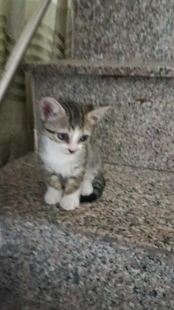 Mèo mướp nhỏ 1 tháng tuổi. Mua bán Mèo tại Quận 12 Tp Hồ Chí Minh được đăng bởi Ngô Thị Phương Khánh hình 1