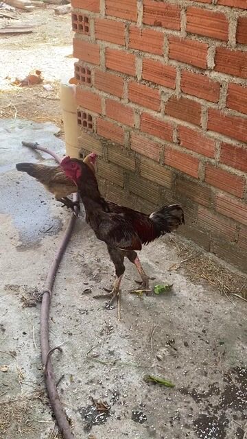 Gà nòi nhà nuôi chưa khai thác. Mua bán Gà tại Thành phố Thủ Đức Tp Hồ Chí Minh được đăng bởi Đức Hiệp hình 1