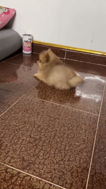 Chó Phốc Sóc Vàng Đực 2 tháng. Mua bán Chó tại Quận Bình Thạnh Tp Hồ Chí Minh được đăng bởi Quân phạm hình 1