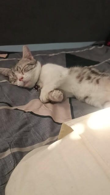 Munchkin Tabby Silver - Ngoan, xinh, yêu. Mua bán Mèo tại Quận Phú Nhuận Tp Hồ Chí Minh được đăng bởi Phan Tien Tue hình 1