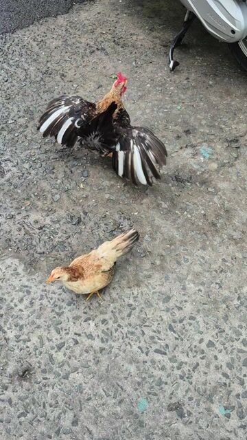 Gà Serama trống mái. Mua bán Gà tại Quận Phú Nhuận Tp Hồ Chí Minh được đăng bởi Nguyễn Huỳnh Trung Thanh hình 1