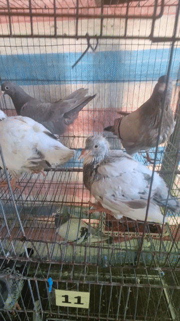 Chim Bồ câu Ra ràng Nhiều màu. Mua bán Chim tại Huyện Tam Bình Vĩnh Long được đăng bởi Bồ Câu Kiểng hình 1
