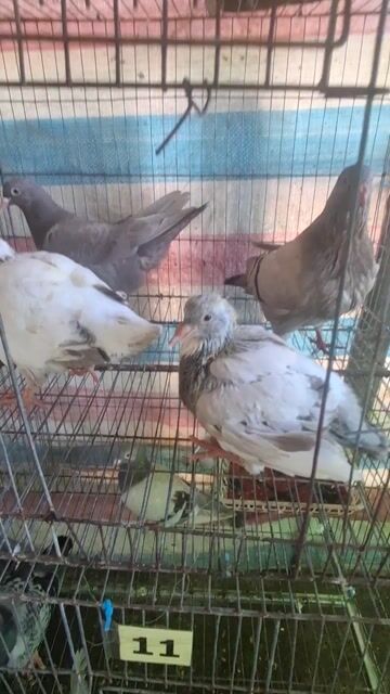 Chim Bồ câu Ra ràng Nhiều màu. Mua bán Chim tại Huyện Tam Bình Vĩnh Long được đăng bởi Bồ Câu Kiểng hình 1