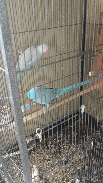 Cặp Vẹt Ringneck đã bắt cặp. Mua bán Chim tại Quận 12 Tp Hồ Chí Minh được đăng bởi Trường Trần hình 1