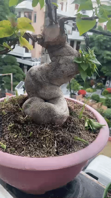 giao lưu cây lấy chim chào nào về nghe hót. Mua bán Chim tại Quận Bình Tân Tp Hồ Chí Minh được đăng bởi Gia Hưng hình 1