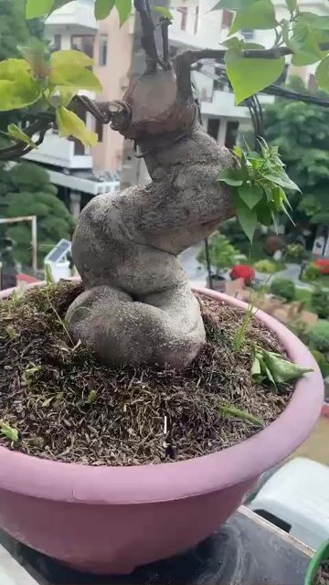 giao lưu cây lấy chim chào nào về nghe hót. Mua bán Chim tại Quận Bình Tân Tp Hồ Chí Minh được đăng bởi Gia Hưng hình 1