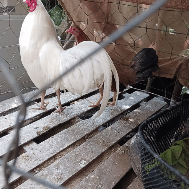 Gà tre lai cặp gà tơ. Mua bán Gà tại Huyện Long Hồ Vĩnh Long được đăng bởi Gia phat hình 1