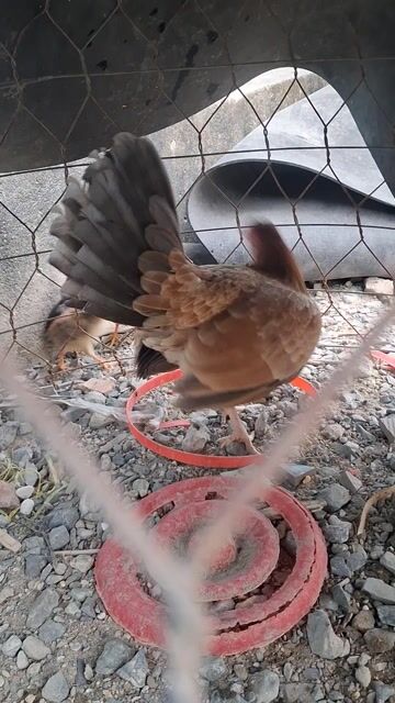 Gà Mỹ mái 1 con. Mua bán Gà tại Thành phố Thủ Đức Tp Hồ Chí Minh được đăng bởi Tuan Nguyen Tran hình 1