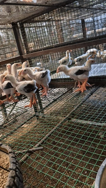 Gà Đông Tảo 1 tháng Trắng Đen Nâu. Mua bán Gà tại Huyện Hóc Môn Tp Hồ Chí Minh được đăng bởi phan hưng hình 1