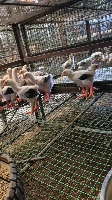 Gà Đông Tảo 1 tháng Trắng Đen Nâu. Mua bán Gà tại Huyện Hóc Môn Tp Hồ Chí Minh được đăng bởi phan hưng hình 1