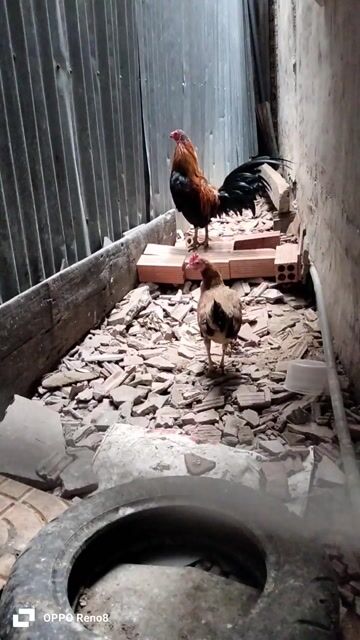800. Mua bán Gà tại Thành phố Long Xuyên An Giang được đăng bởi Trinhvandung hình 1