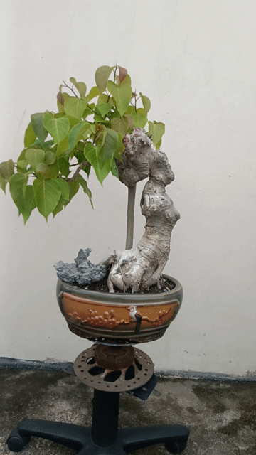 Cây cảnh bonsai Bồ đề dáng đẹp. Mua bán Cây cảnh, đồ trang trí tại Huyện Quốc Oai Hà Nội được đăng bởi Nguyễn Tiến Anh hình 1