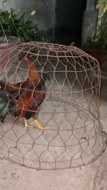 Gà tre 6 tháng 5 ngày. Mua bán Gà tại Huyện Bến Lức Long An được đăng bởi Thái Quốc Trung hình 1